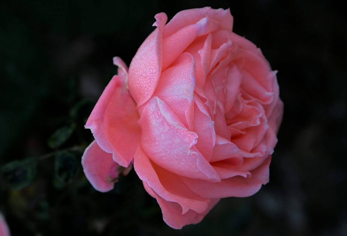 The Peach Perfection rose bouquet
