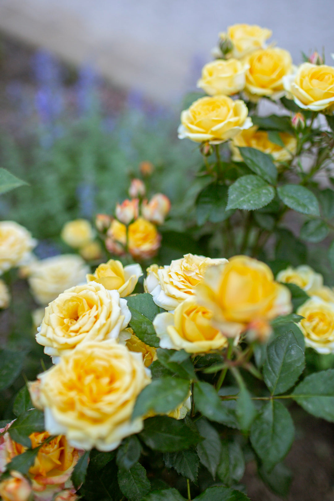 The Rainbow Garden rose bouquet