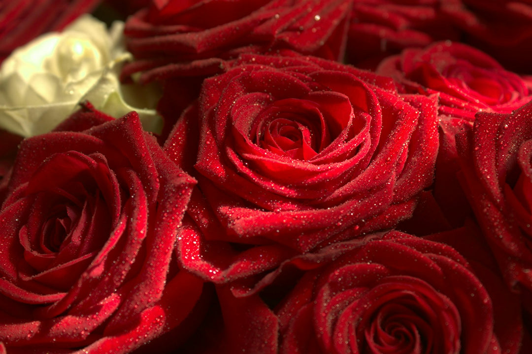 The Crimson Romance rose bouquet
